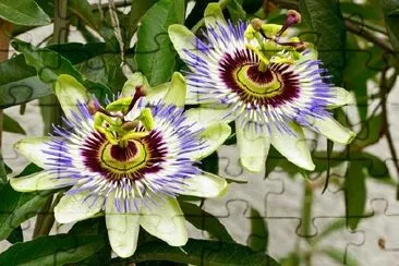 Passion Flower jigsaw puzzle