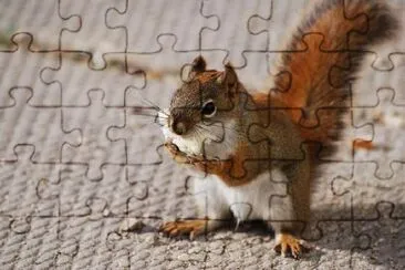 Squirrel jigsaw puzzle