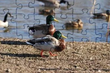 Patos en el estanque