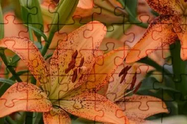 An Orange Flower jigsaw puzzle