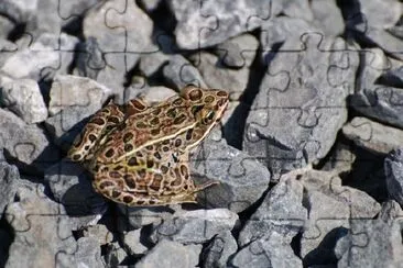 Marsh Frog jigsaw puzzle