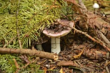 Mushroom jigsaw puzzle