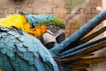 A Parrot jigsaw puzzle