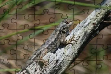 A Lizard jigsaw puzzle