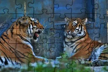 Tigers jigsaw puzzle