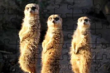 Meerkats