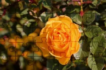 Yellow Rose jigsaw puzzle