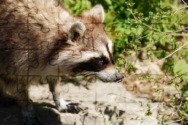 A Raccoon jigsaw puzzle