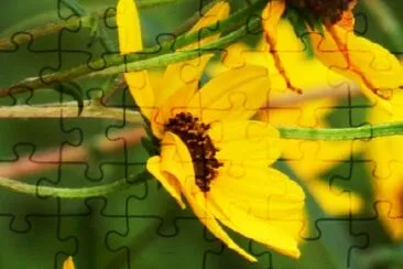 Yellow Daisy jigsaw puzzle