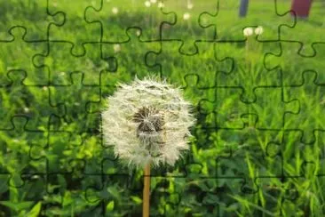 Dandelion jigsaw puzzle