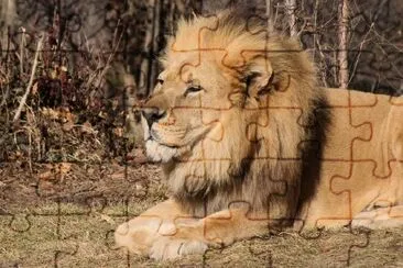 A Lion jigsaw puzzle