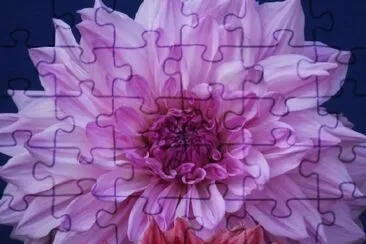 Chrysanthemum jigsaw puzzle