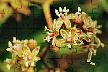 Parthenocissus Quinquefolia jigsaw puzzle