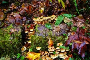 Mushrooms jigsaw puzzle