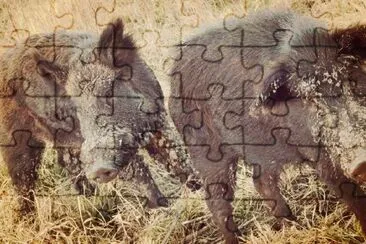 Boars jigsaw puzzle