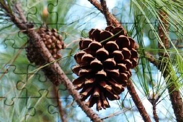 Pine Tree jigsaw puzzle