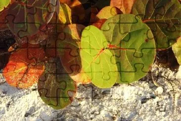 Grape Leaves jigsaw puzzle