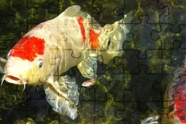 Coy Fish jigsaw puzzle