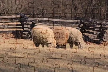 Sheep jigsaw puzzle