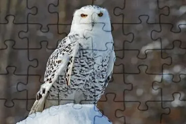 Snowy Owl jigsaw puzzle