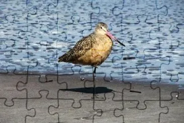 A Bird on the Beach jigsaw puzzle