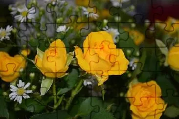 Yellow Roses Blossom jigsaw puzzle