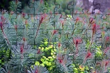 Ground Cover jigsaw puzzle