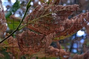 Brown Leaf jigsaw puzzle