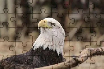 Bald Eagle jigsaw puzzle