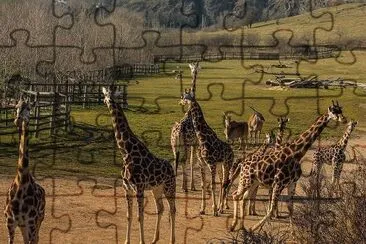 Girrafes jigsaw puzzle