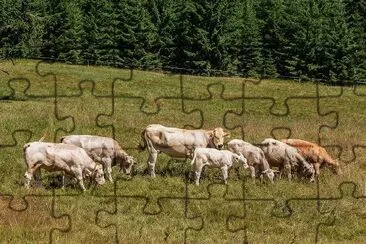 Vacas en el prado