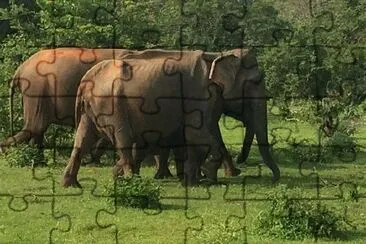 Two Elephants jigsaw puzzle