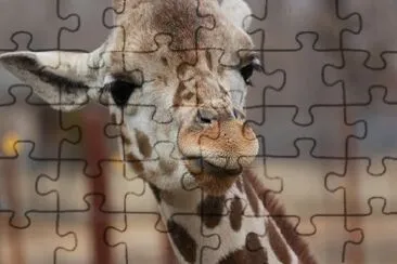 Eine Giraffe