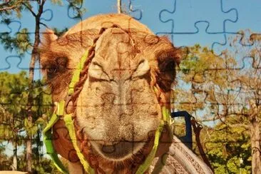 A Camel jigsaw puzzle