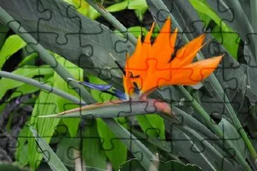 Bird of Paradise jigsaw puzzle