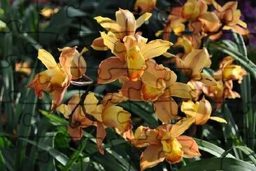 Orchid jigsaw puzzle