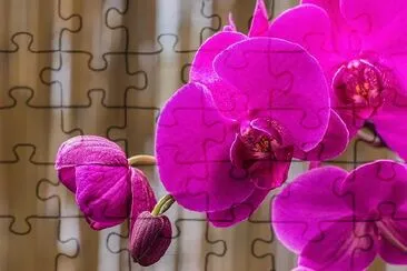 Orchid jigsaw puzzle