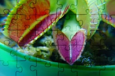 Venus flytrap jigsaw puzzle