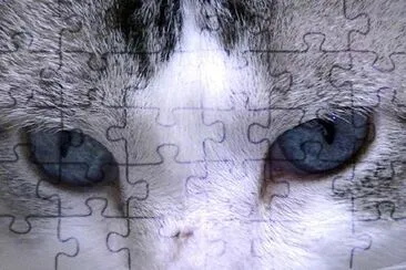 Cat Eyes jigsaw puzzle