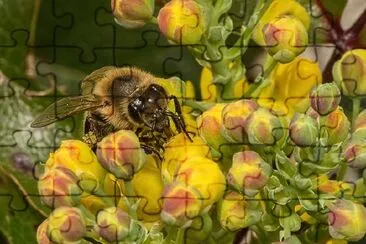 Abeja de primer plano