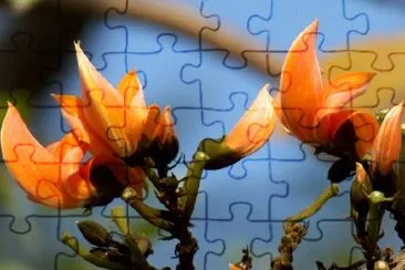 Orange Flowers jigsaw puzzle