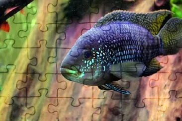 Fish in the Aquarium jigsaw puzzle