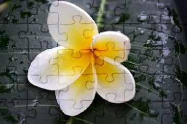 Frangipani Blume