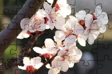 春の花