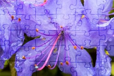 Azalea violeta