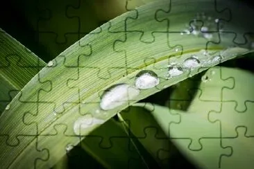 Raindrop jigsaw puzzle