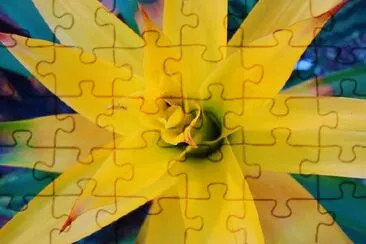 Blooming Orchid jigsaw puzzle