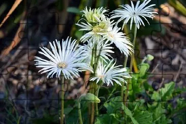 Gerbera