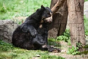 Urso Preto Dormindo