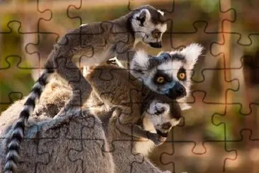 Goup of Ring-Tailed Lemurs jigsaw puzzle